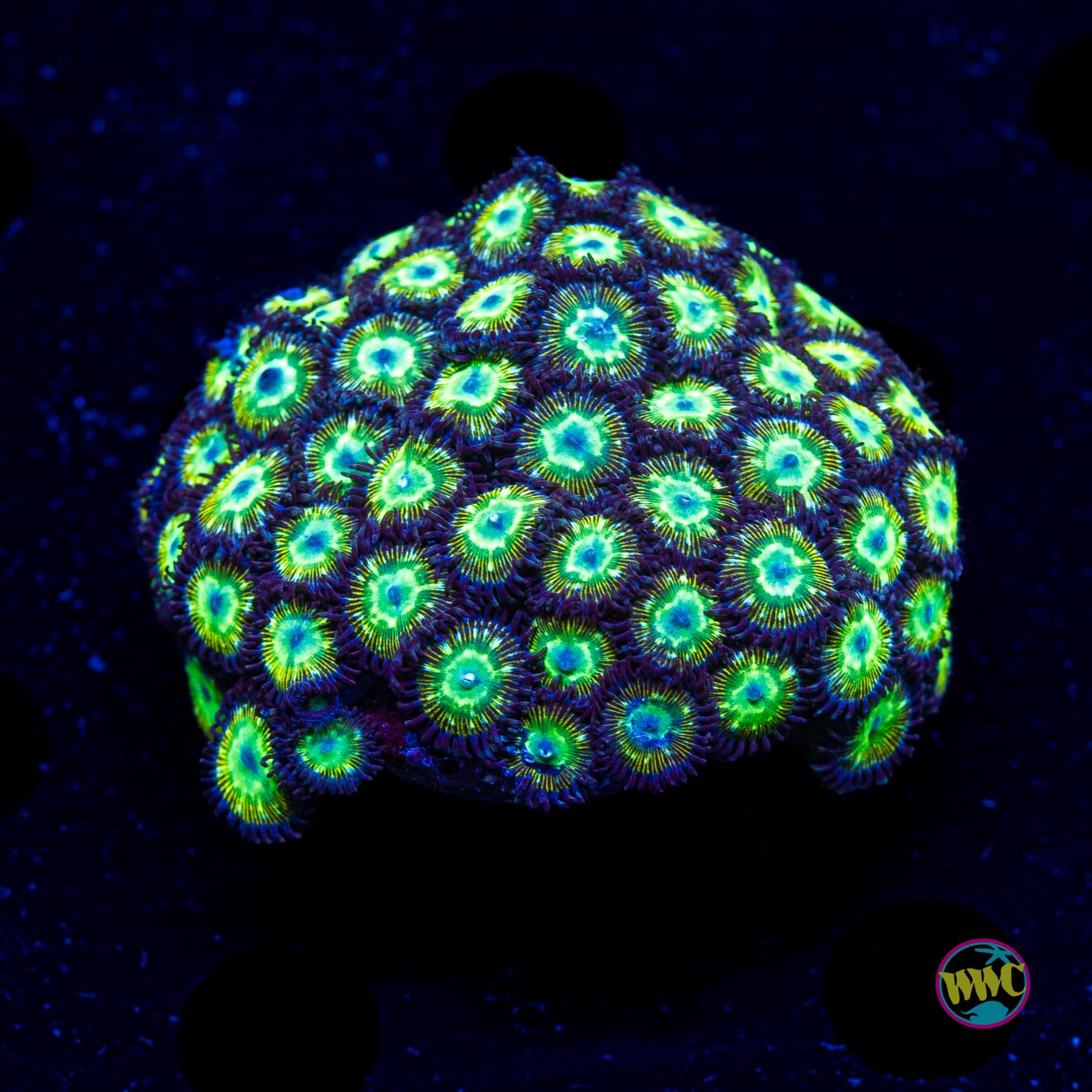 WWC Mean Green Zoanthids - Actinic Photo