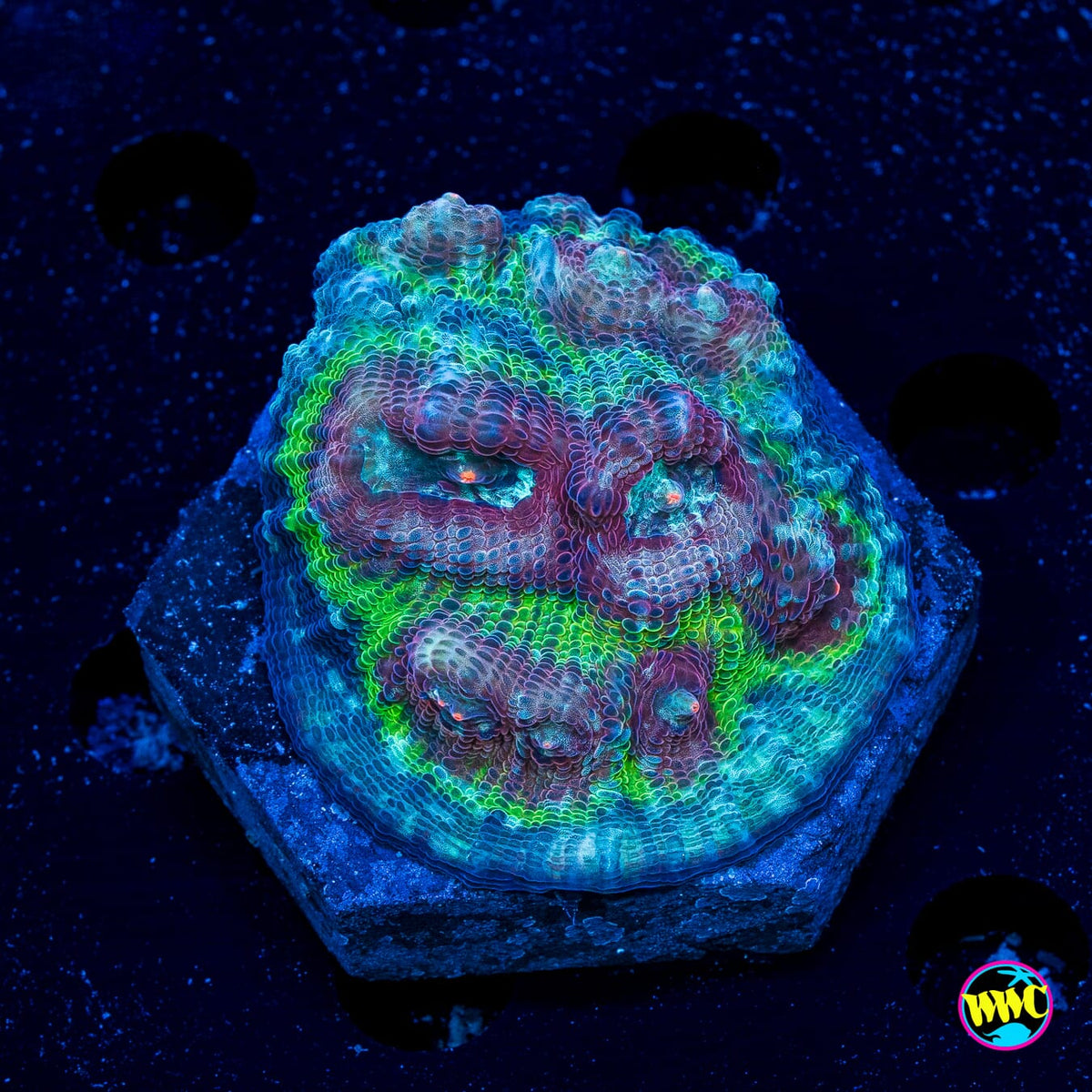 Poison Bomb Mycedium Chalice - Actinic Photo