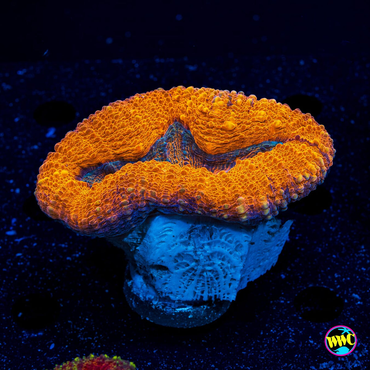 Earthen Ring Lobophyllia - Actinic Photo
