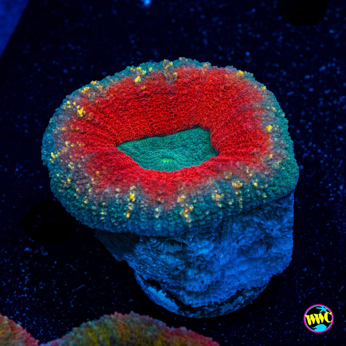 Holiday Wreath Lobophyllia - Actinic Photo