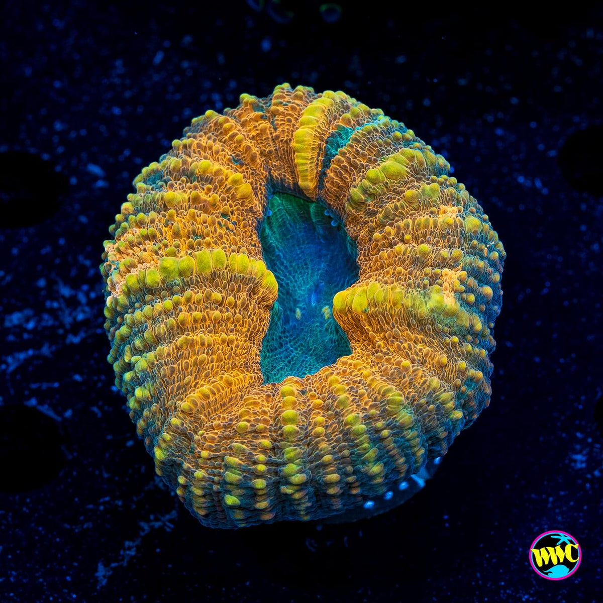 Tropicana Lobophyllia - Actinic Photo