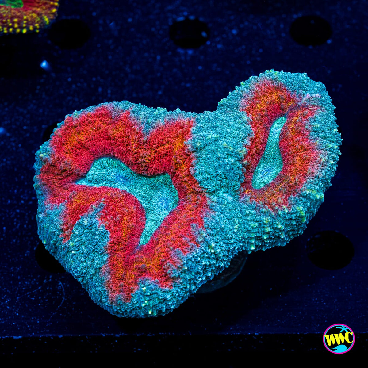 Stars and Stripes Lobophyllia - Actinic Photo