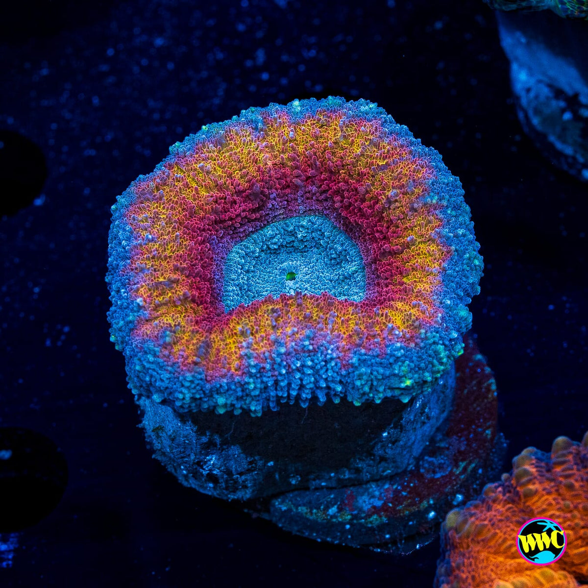 Flame Ring Lobophyllia - Actinic Photo