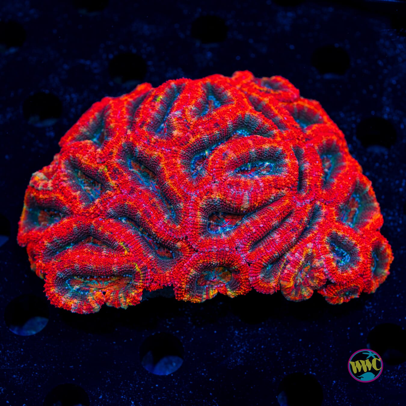 Hellfire Rainbow Aussie Lord - Daylight Photo