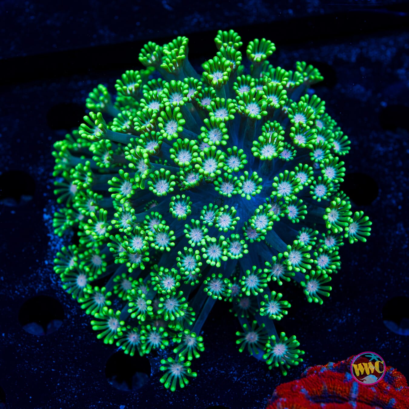 Irish Spring Alveopora - Daylight Photo