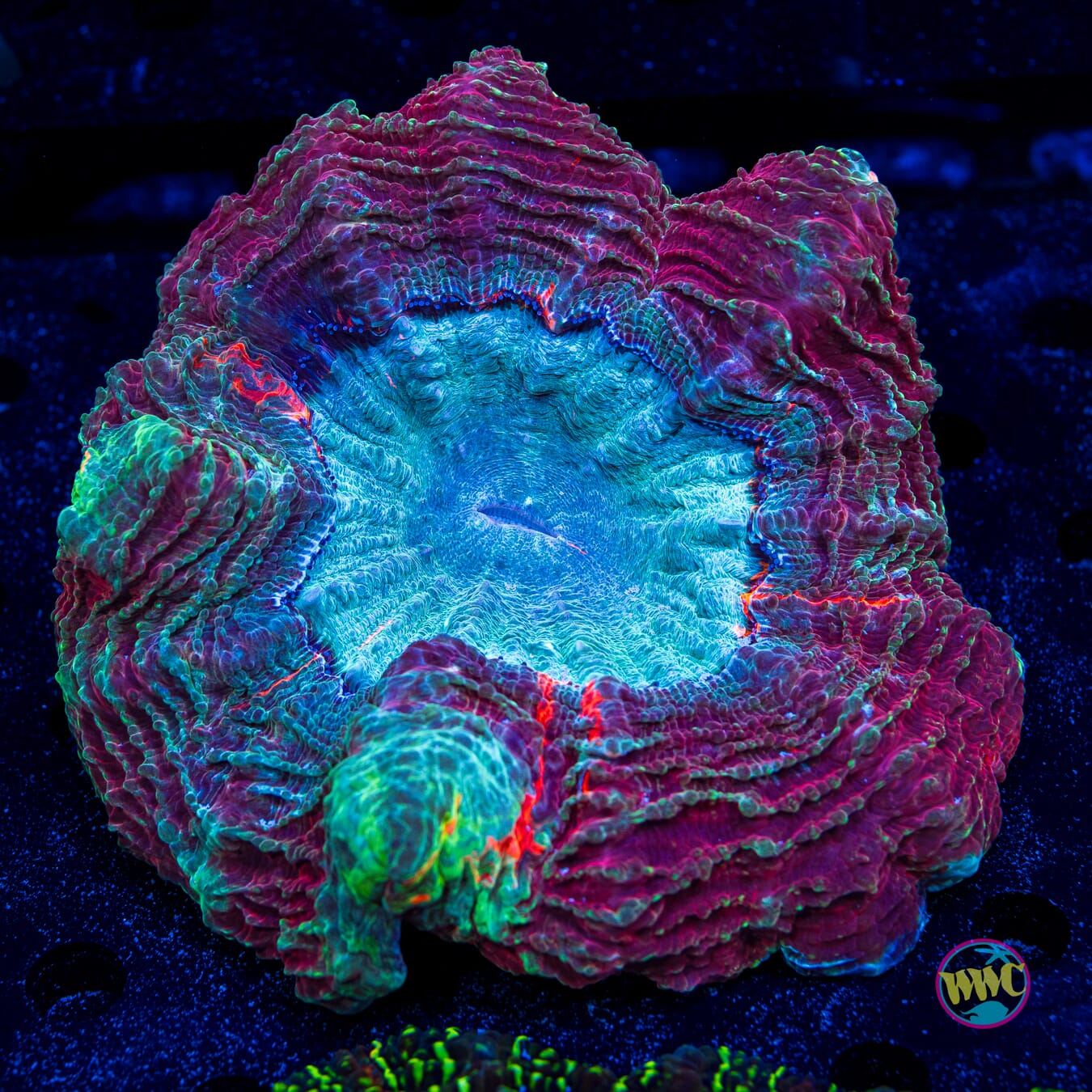 Magenta Marauder Acanthophyllia - Daylight Photo