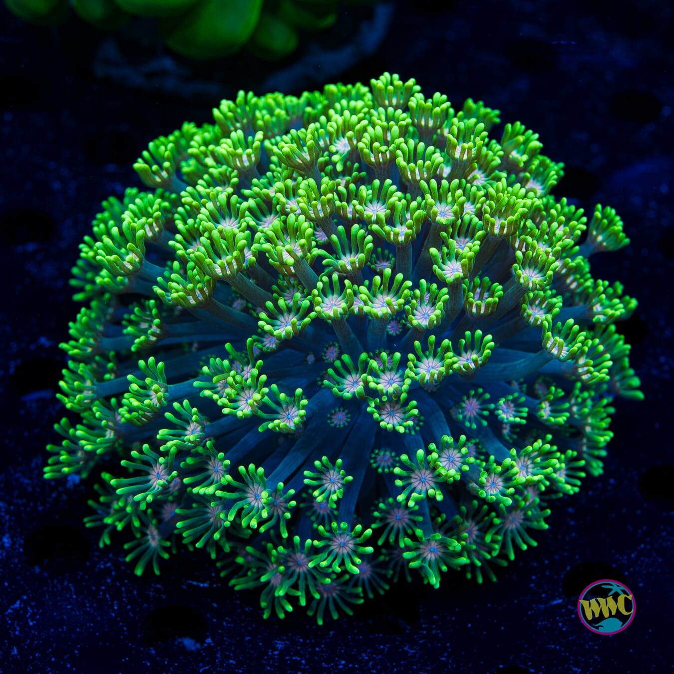 Irish Spring Alveopora - Daylight Photo