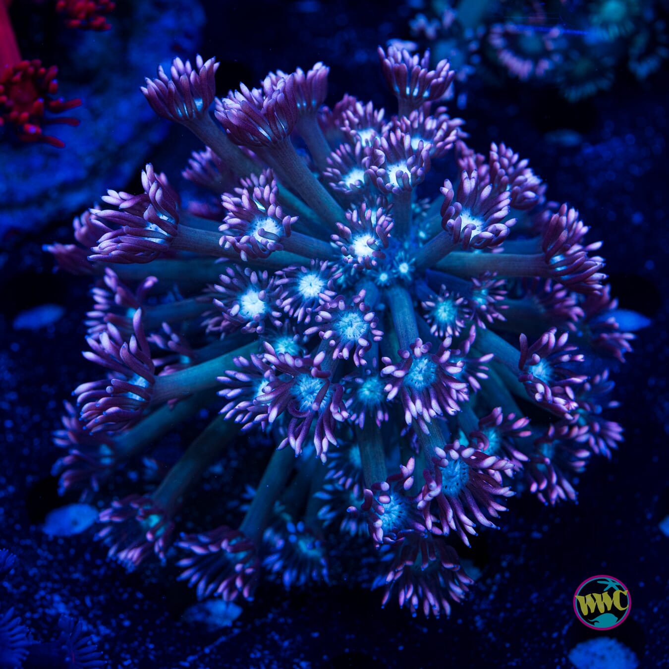 Pastel Goniopora - Daylight Photo