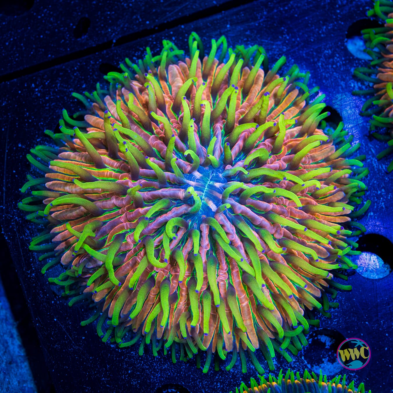 Pink Pony Plate Coral - Daylight Photo