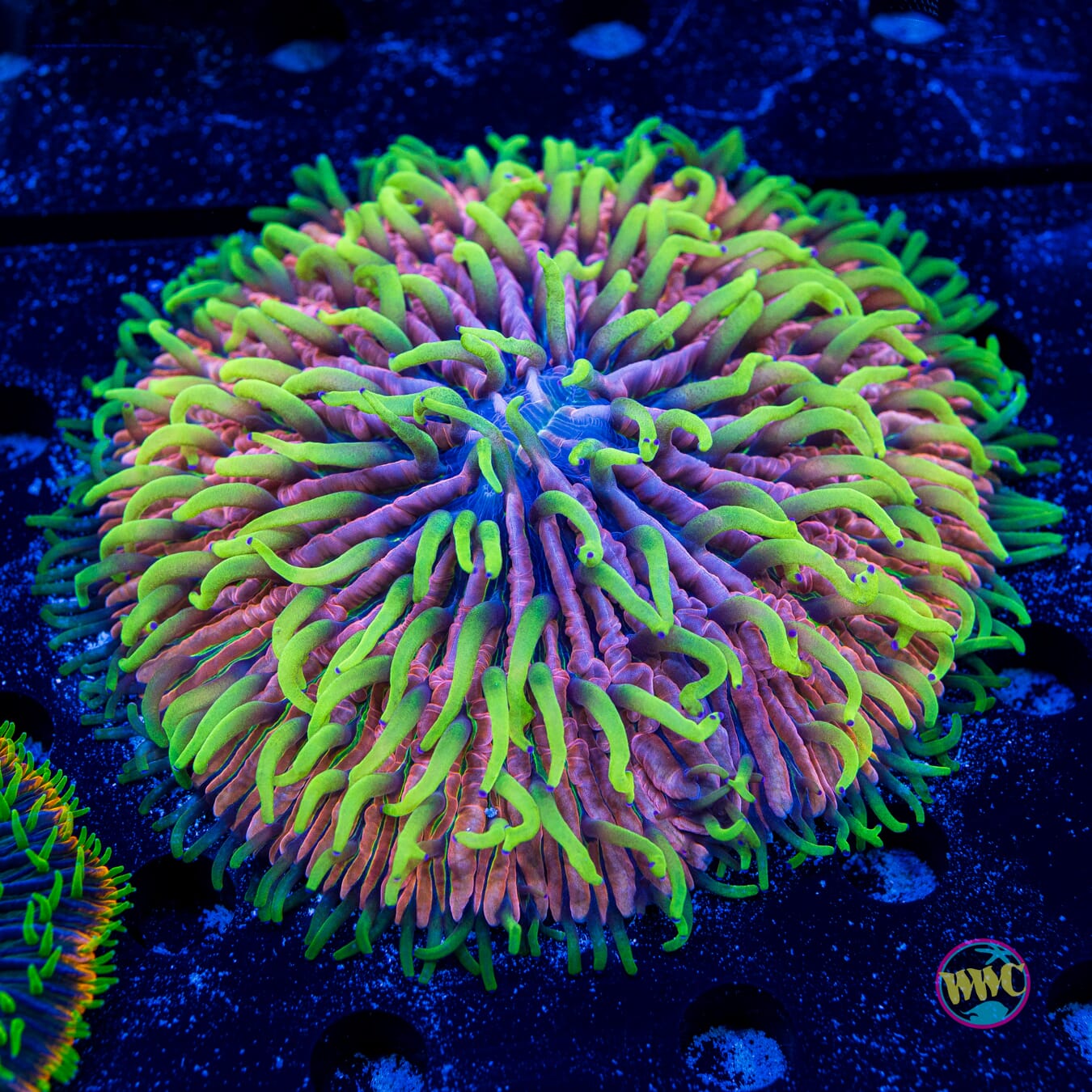 Pink Pony Plate Coral - Daylight Photo