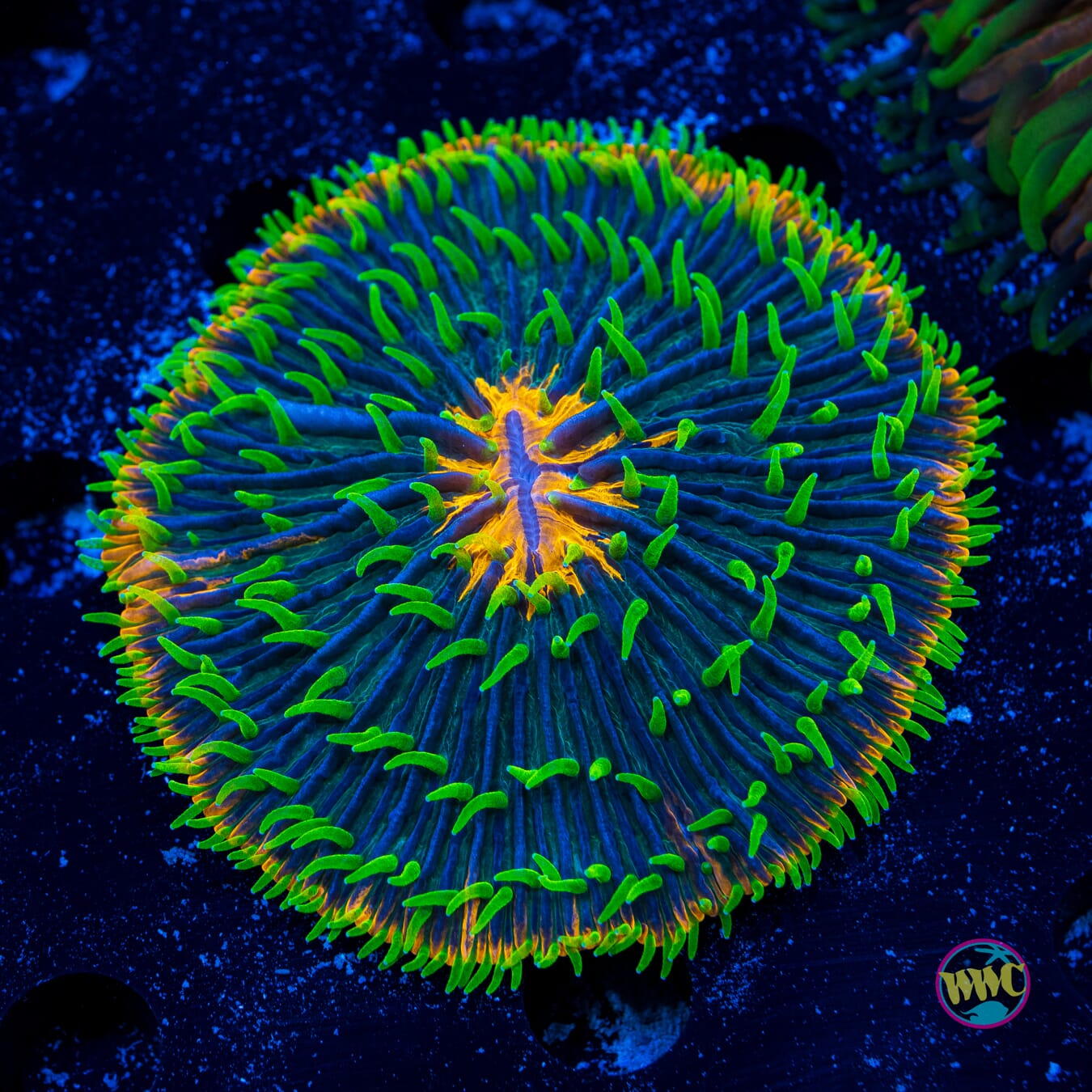 Orange Rim Plate Coral - Daylight Photo