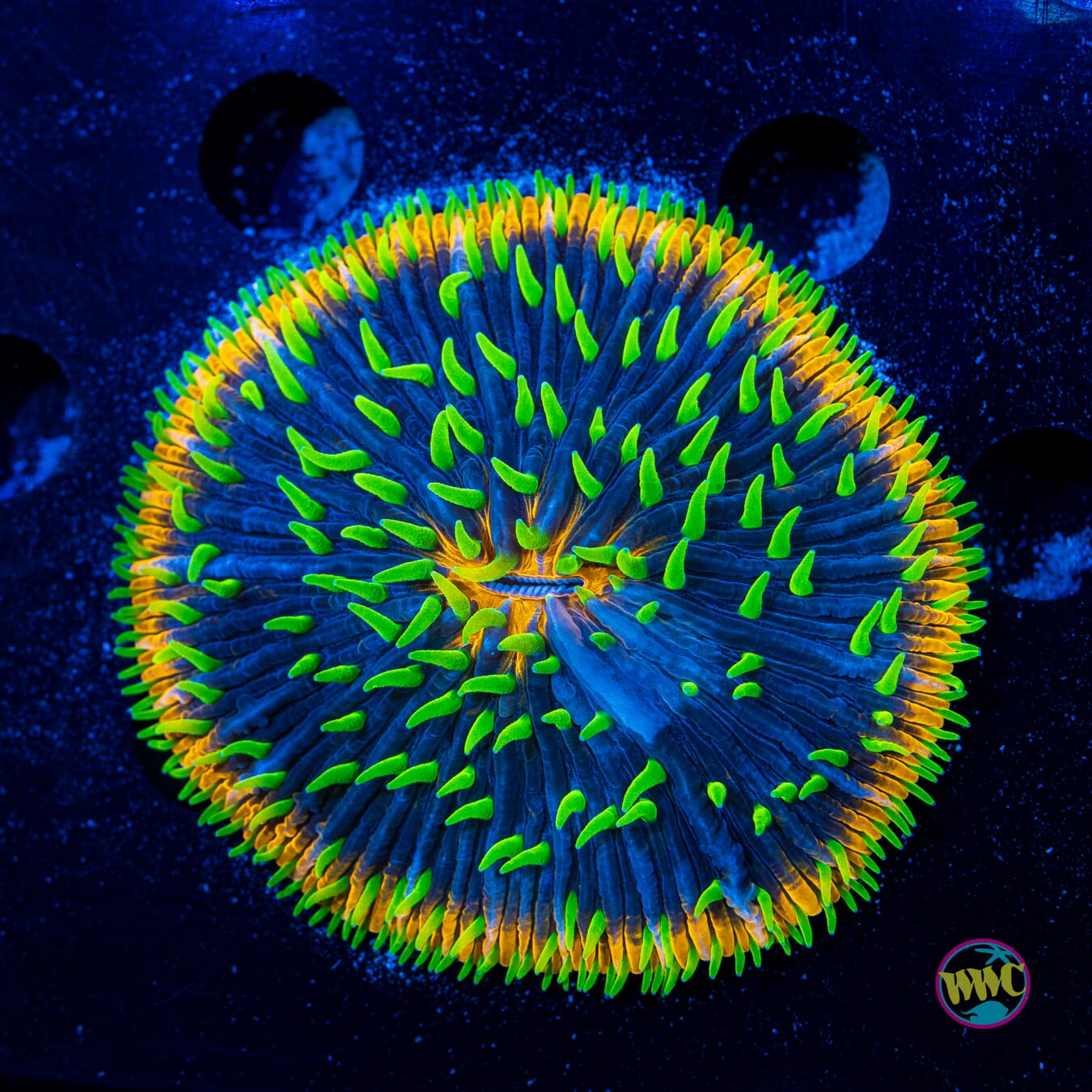 Orange Rim Plate Coral - Daylight Photo