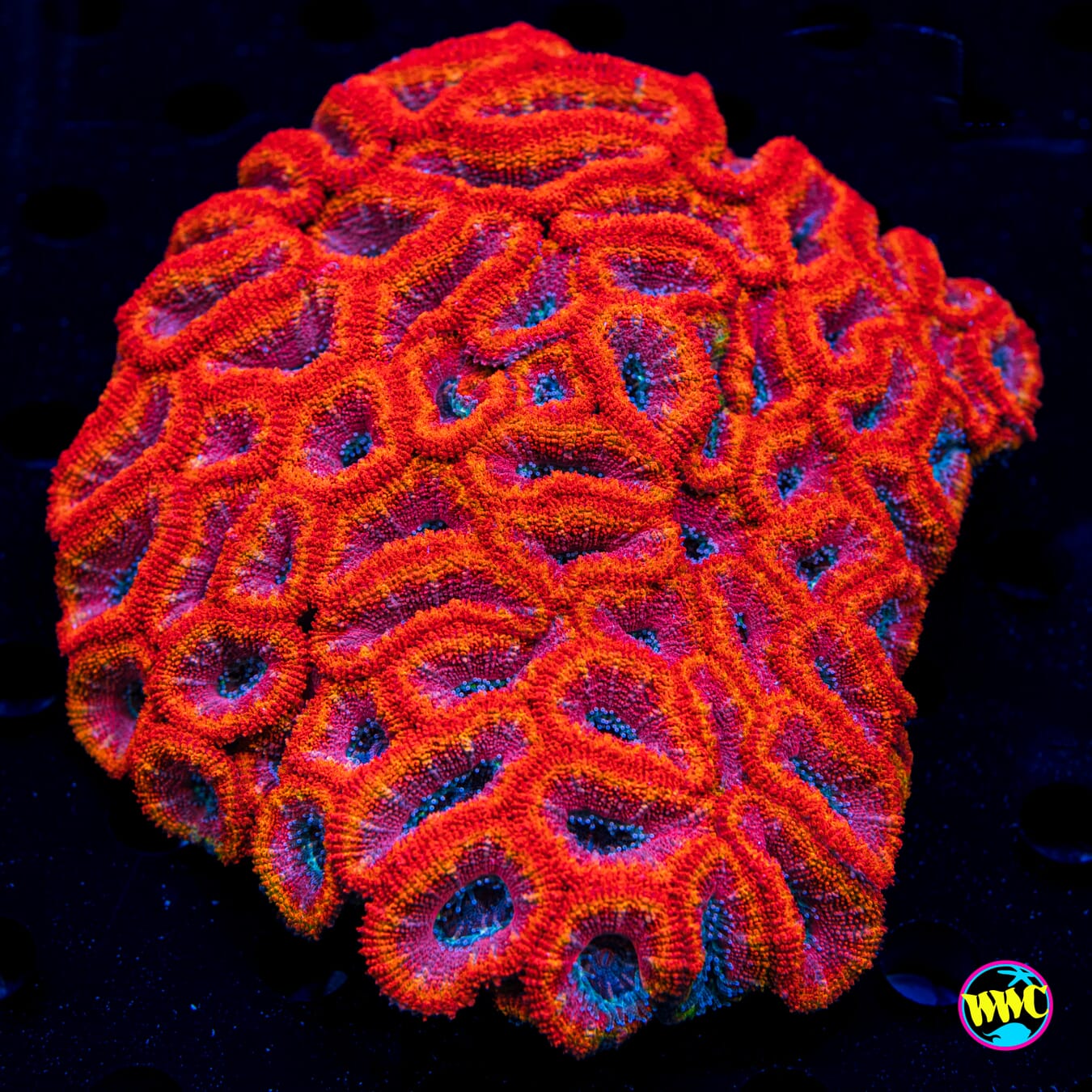 Fireballz Aussie Lord - Daylight Photo