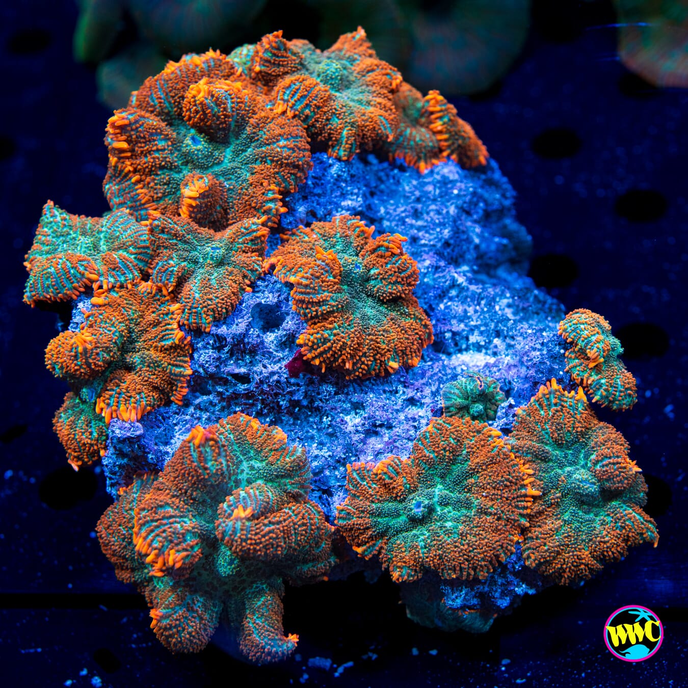 Tropical Twist Rhodactis Mushroom - Daylight Photo