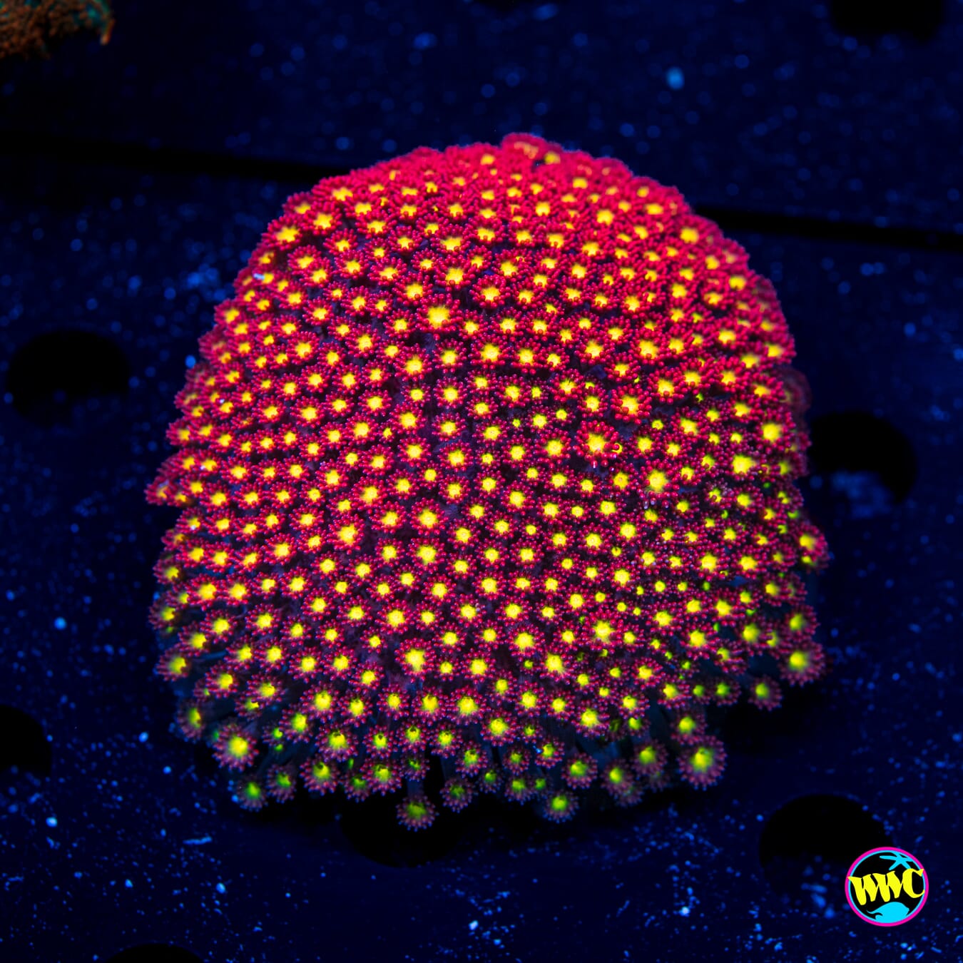 Fruit Loopz Micro Goniopora - Daylight Photo