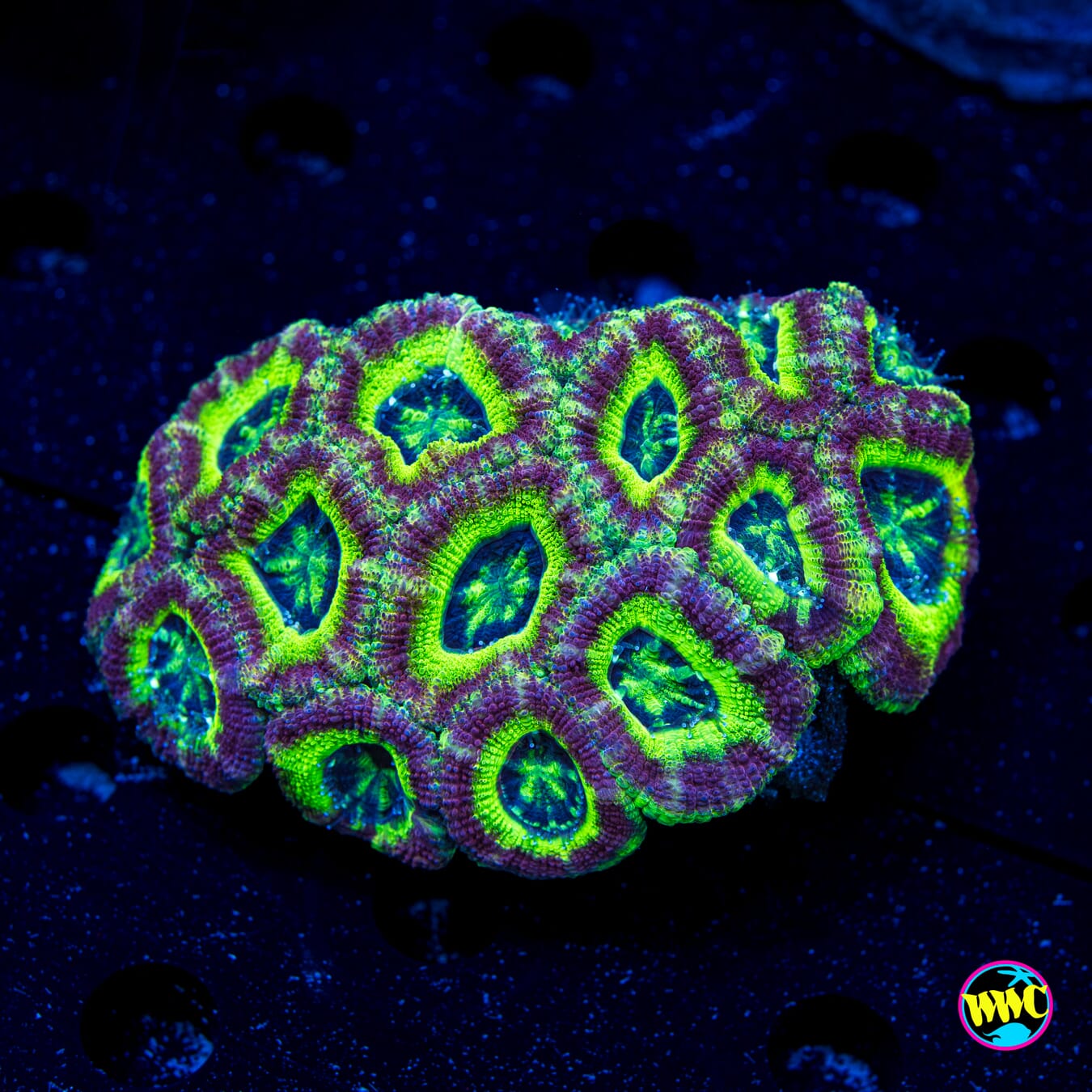 Sands of Time Asian Lord - Daylight Photo