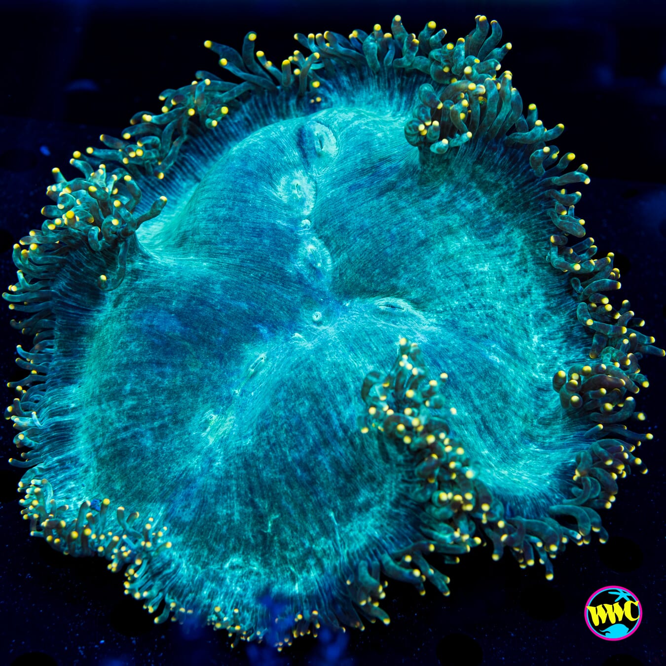 Gold Tipped Elegence Coral - Daylight Photo