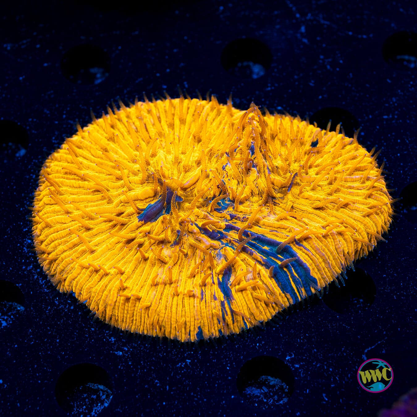 Struck Gold Plate Coral - Daylight Photo