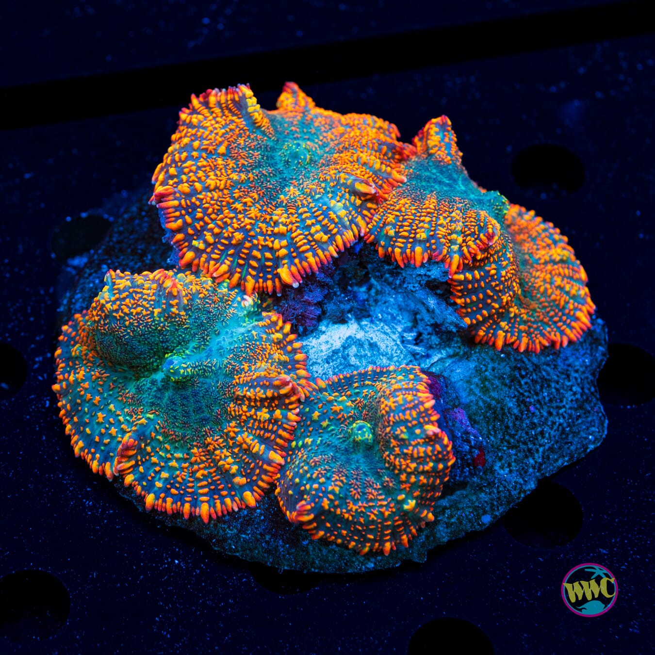 Maui Sunrise Rhodactis Mushrooms - Daylight Photo