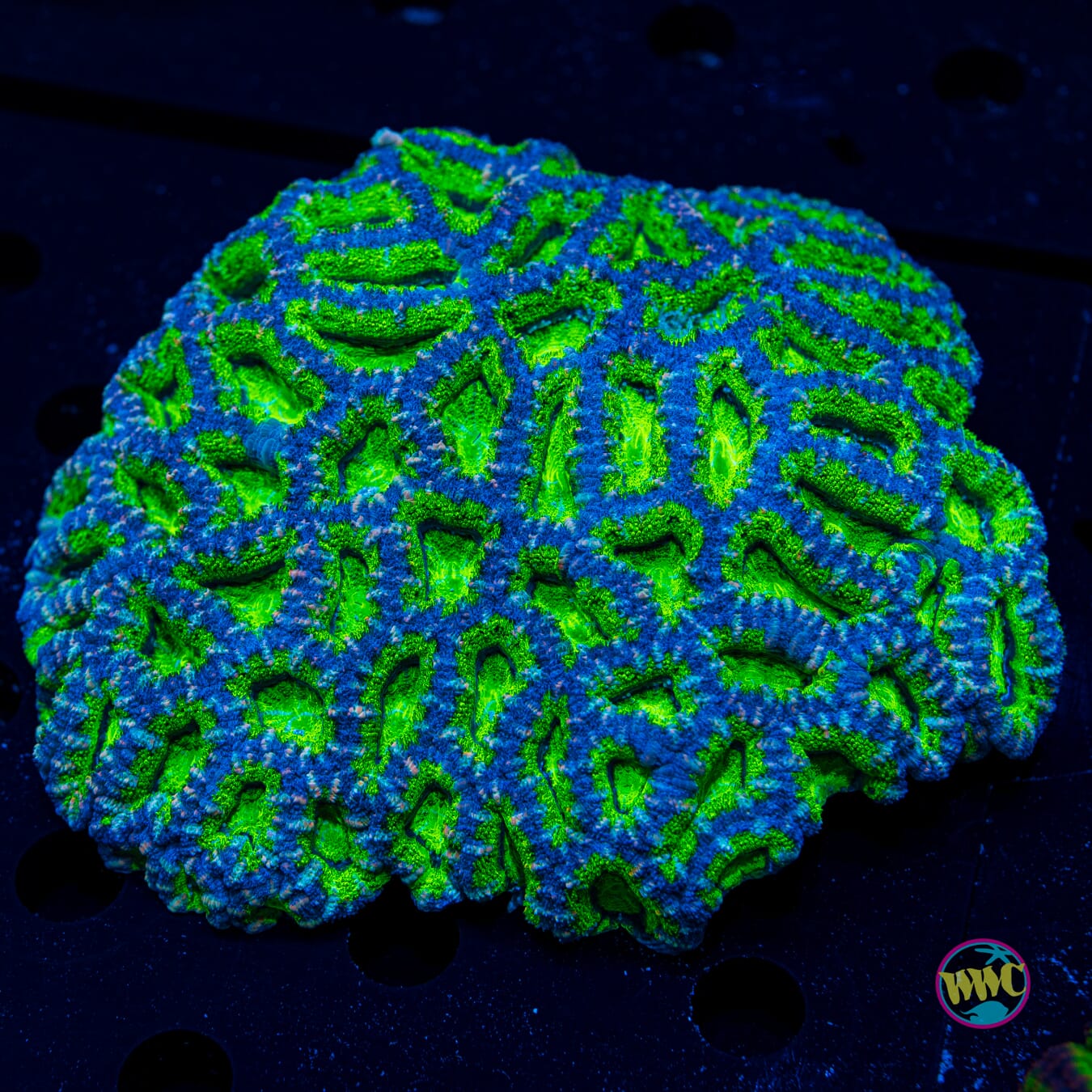 Jolly Green Ogre Aussie Lord - Daylight Photo