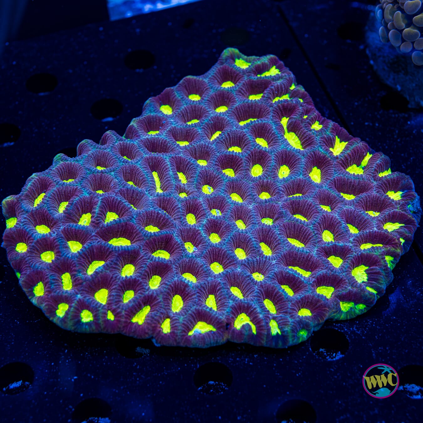 Radioactive Favia - Daylight Photo