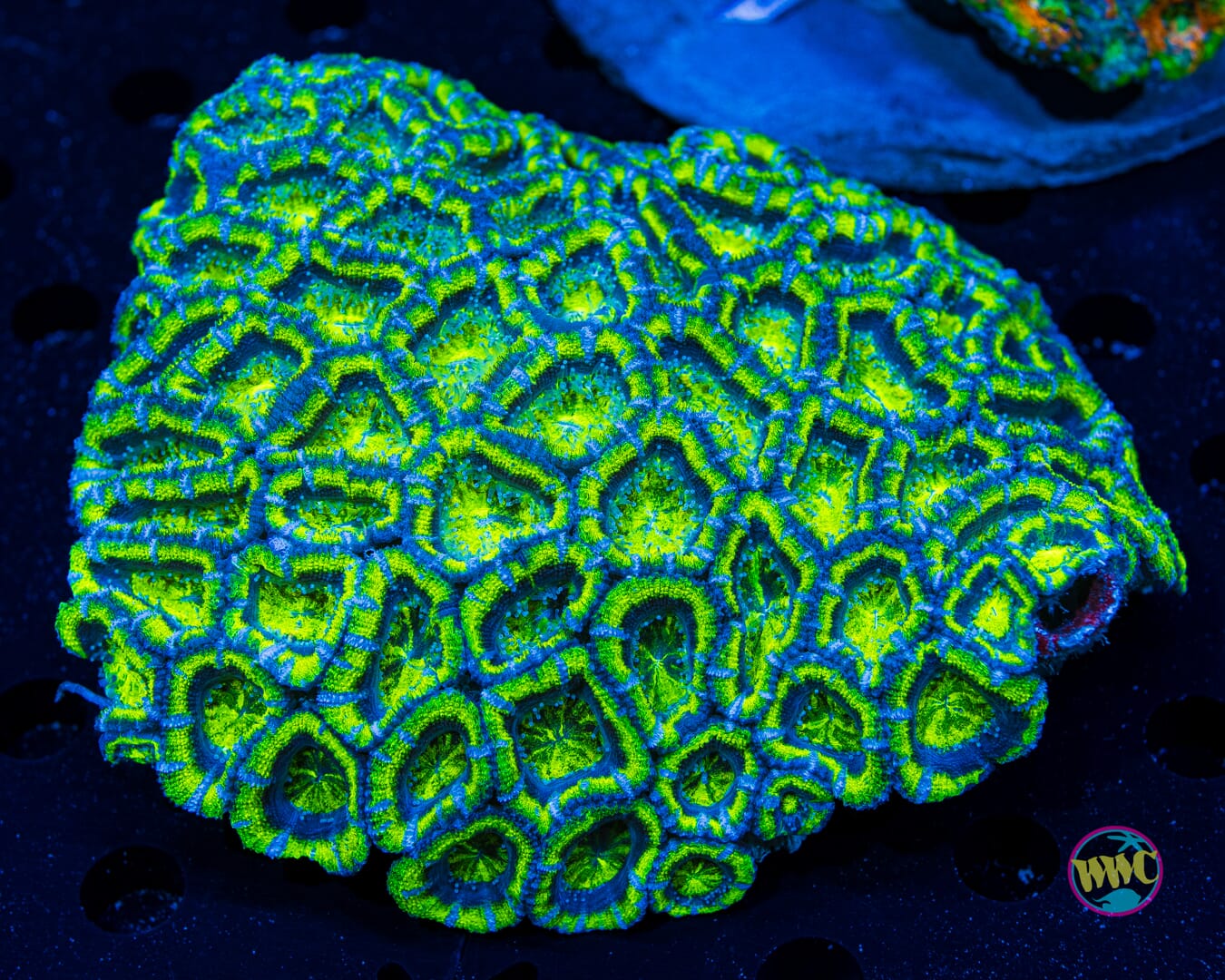 Lime Flip Aussie Lord - Daylight Photo