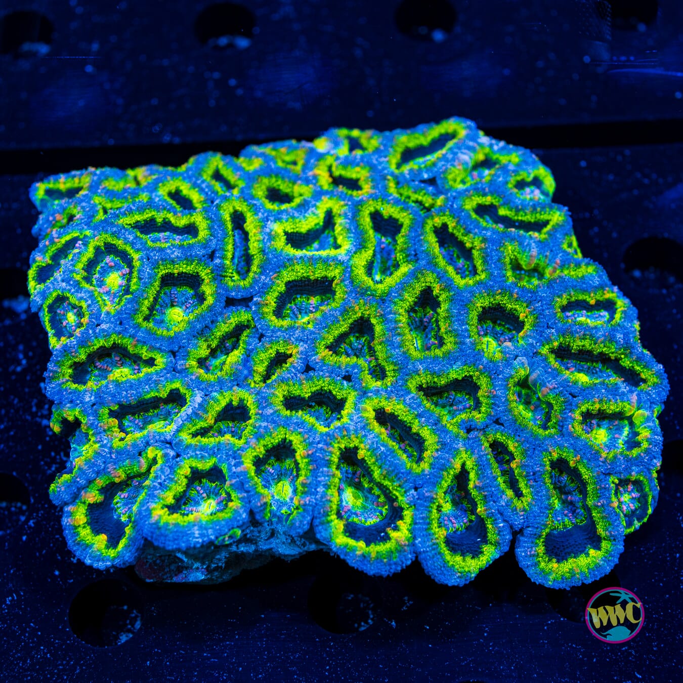 Leaf Drop Aussie Lord - Daylight Photo