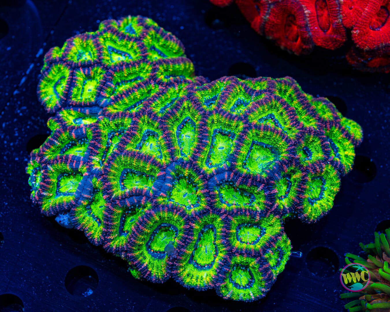 Bubbalicious Aussie Lord - Daylight Photo