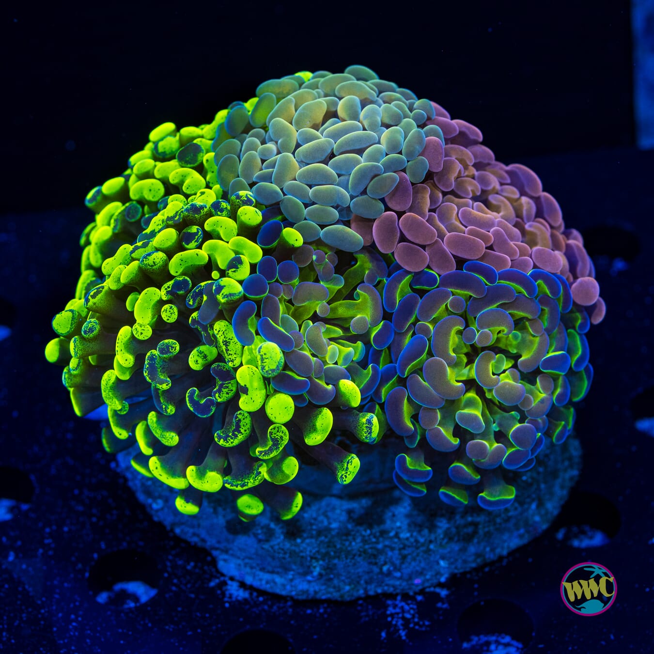 Lovely Hammer Garden - Daylight Photo