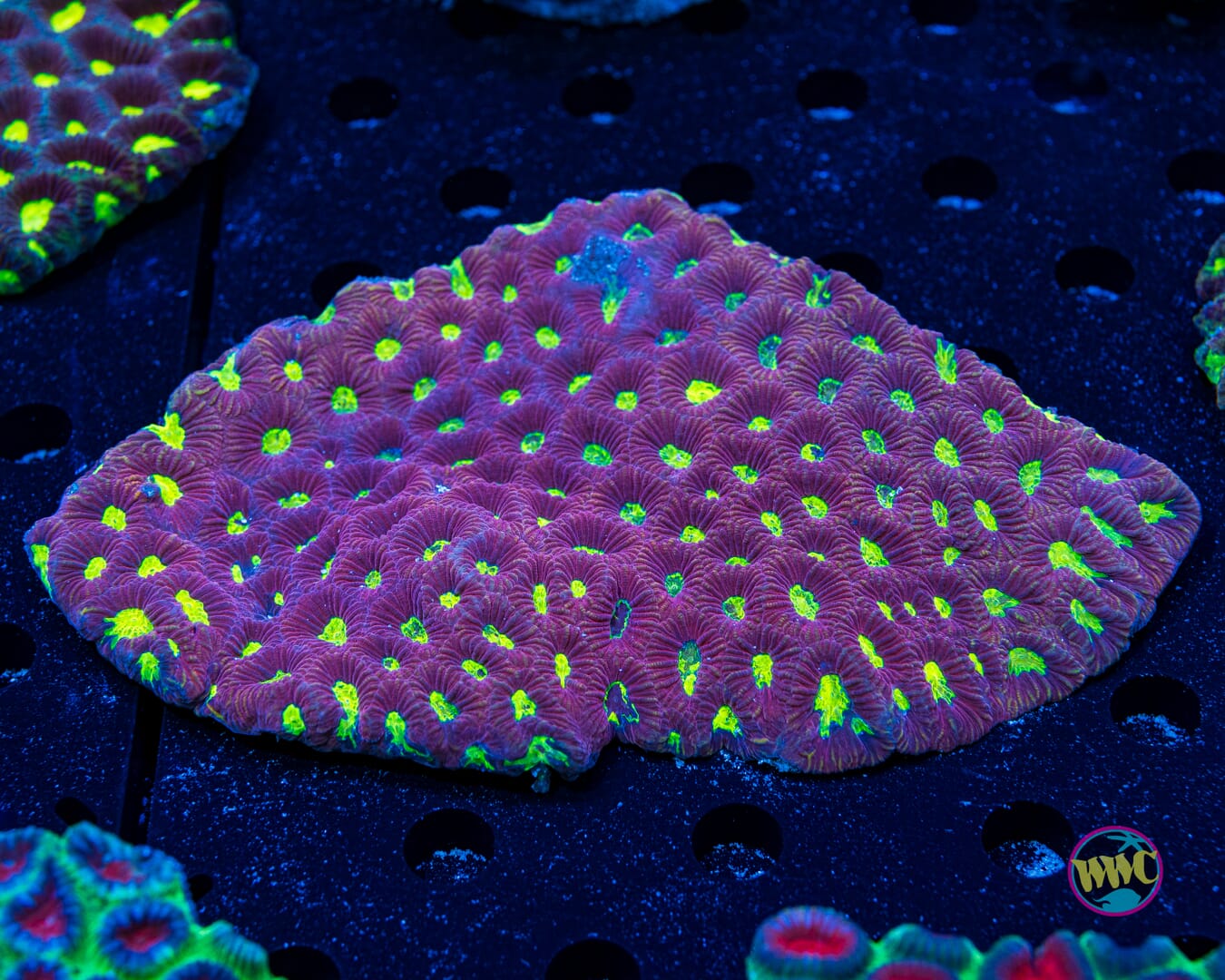 Radioactive Favia - Daylight Photo