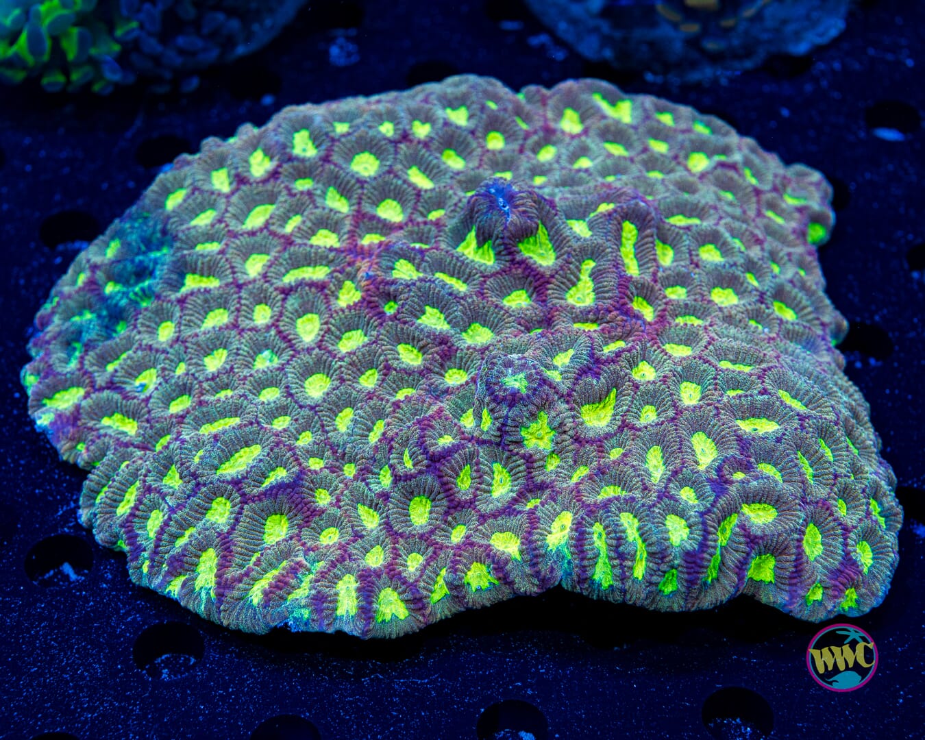 Glitter Favia - Daylight Photo