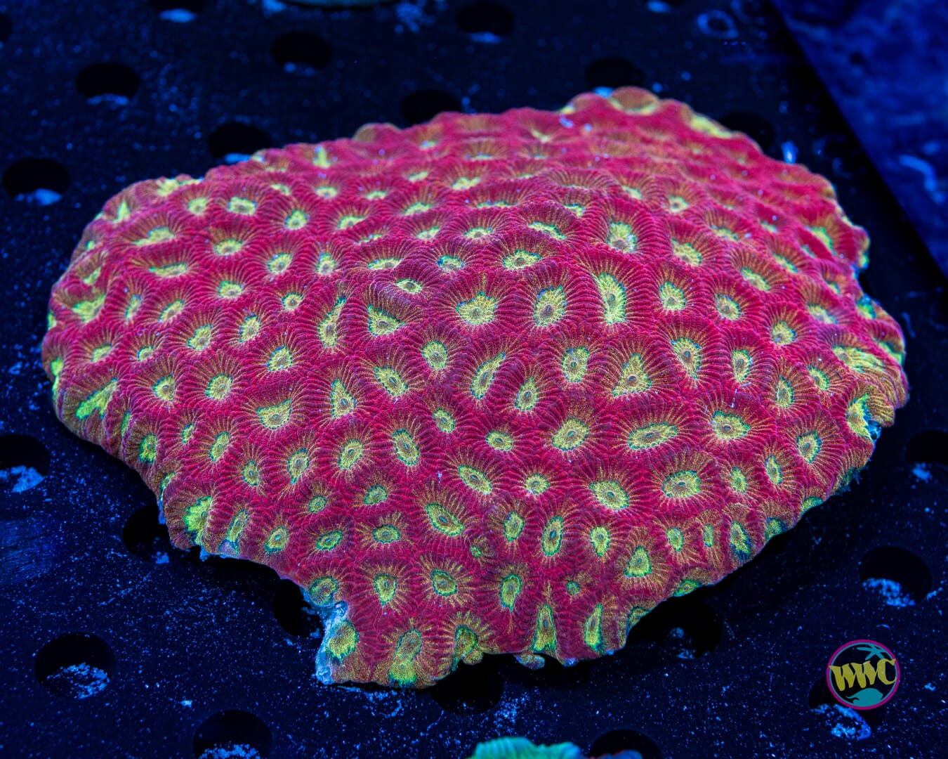 Golden Glow Favia - Daylight Photo