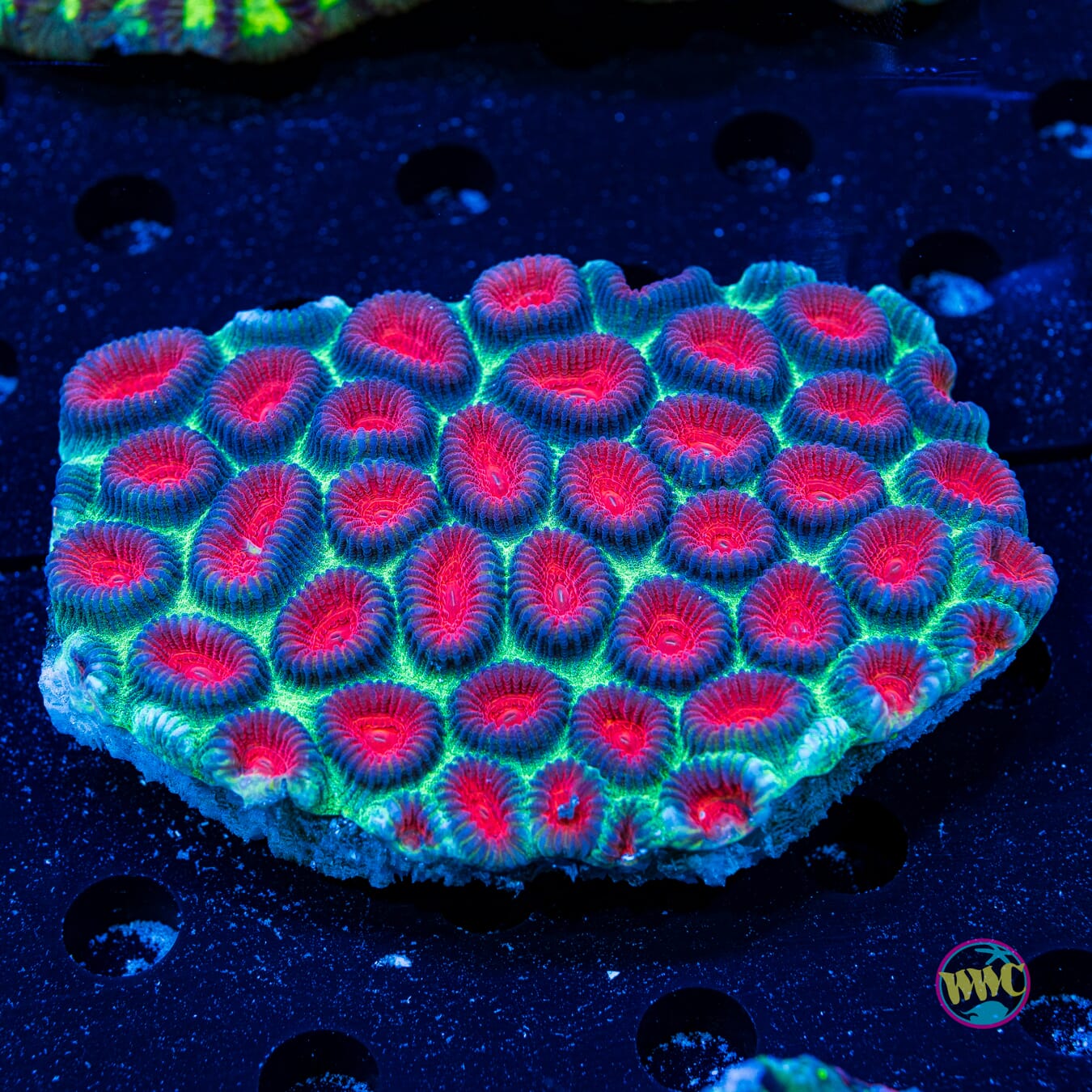 Christmas Favia - Daylight Photo