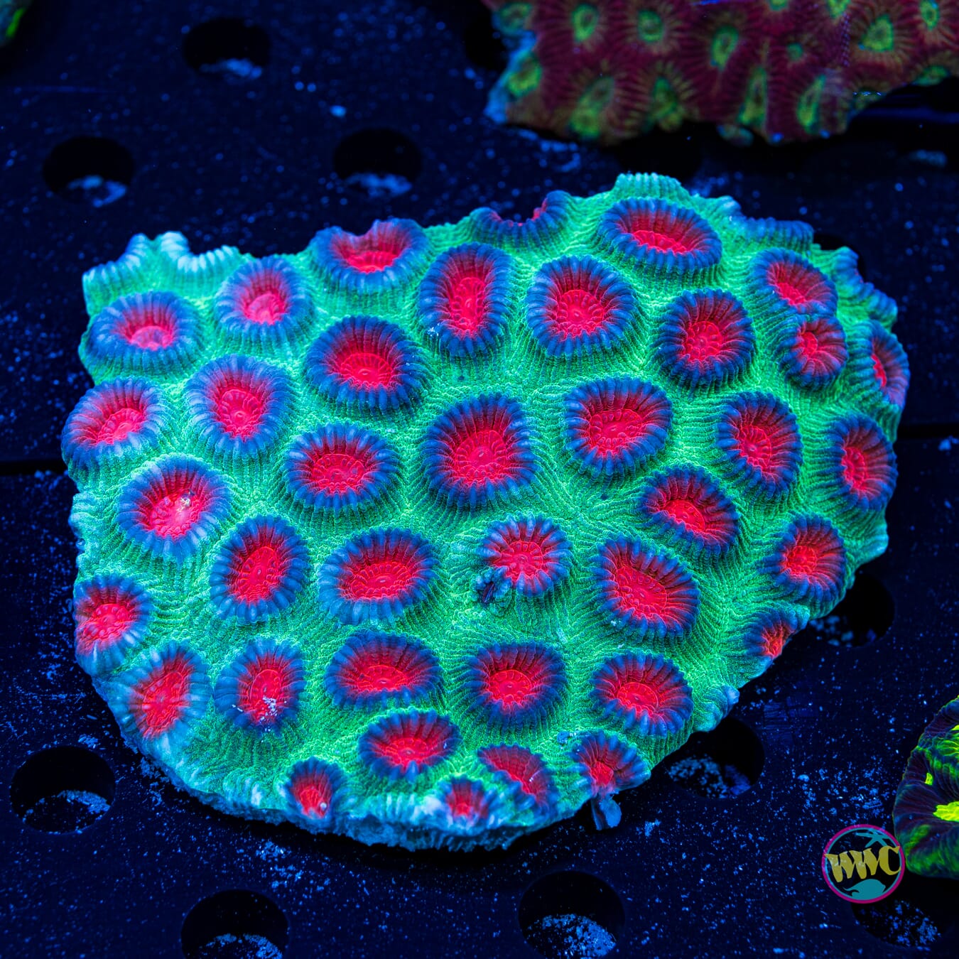 Christmas Favia - Daylight Photo