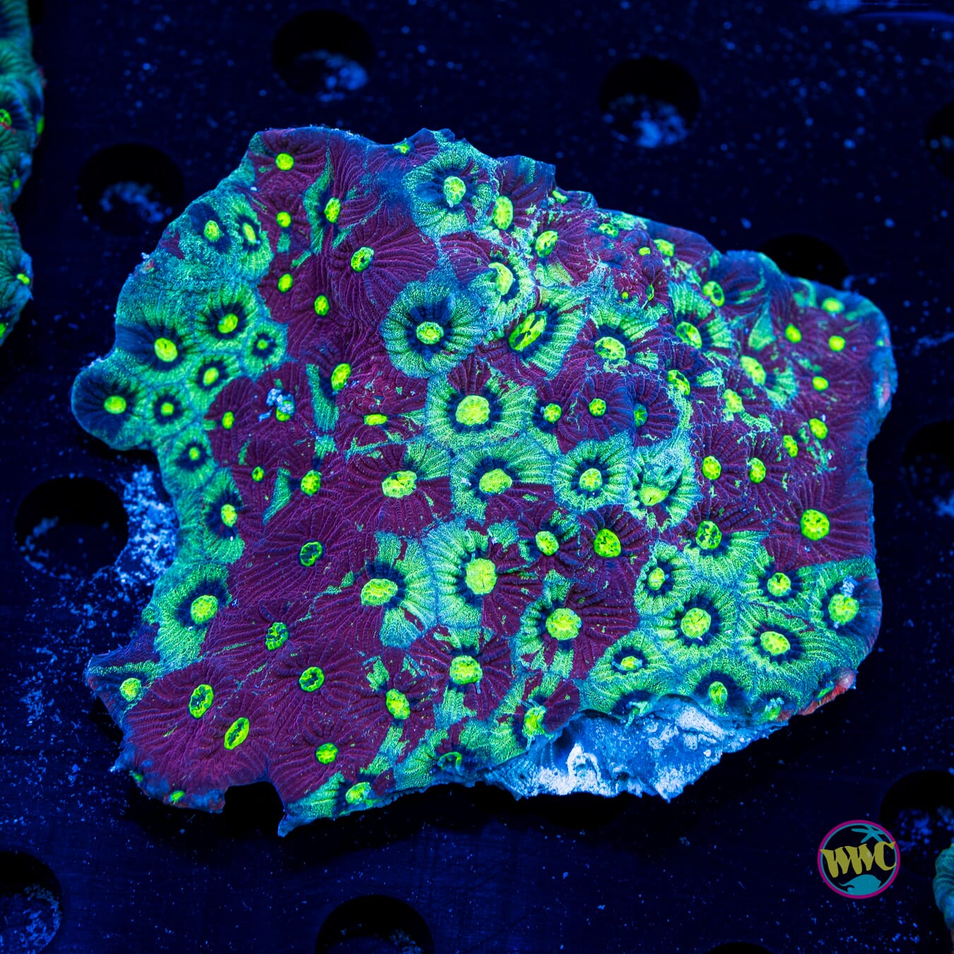 Grafitti War Coral - Daylight Photo