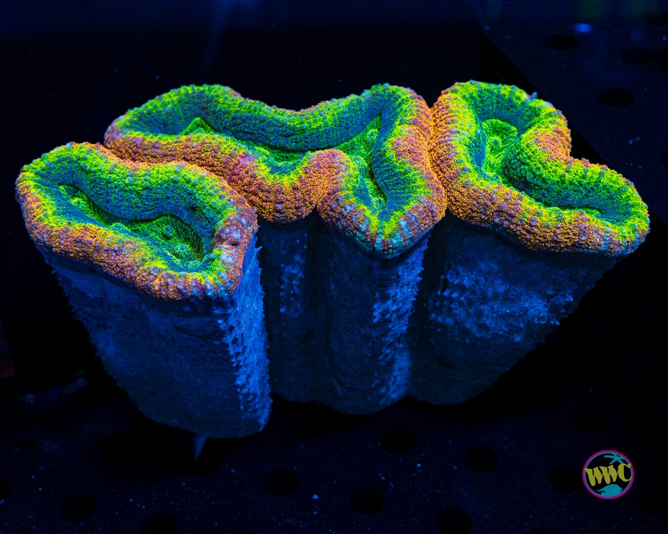 Rasta Lobophyllia - Daylight Photo