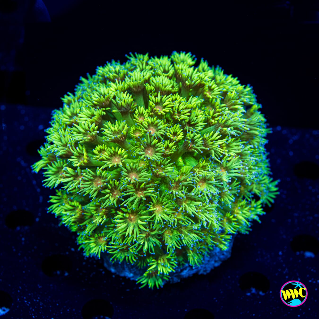 Nuclear Kiwi Goniopora - Daylight Photo