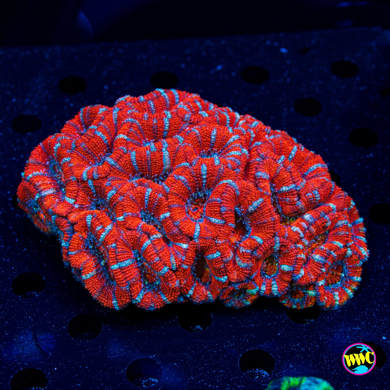 Silver Streaker Aussie Lord - Daylight Photo