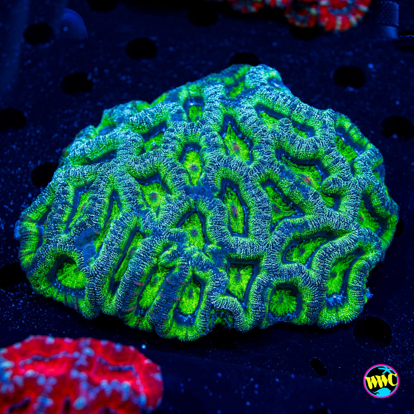 Frozen Forest Aussie Lord - Daylight Photo