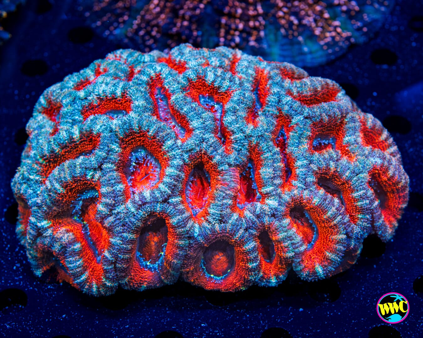 Teal Ring Aussie Lord - Daylight Photo