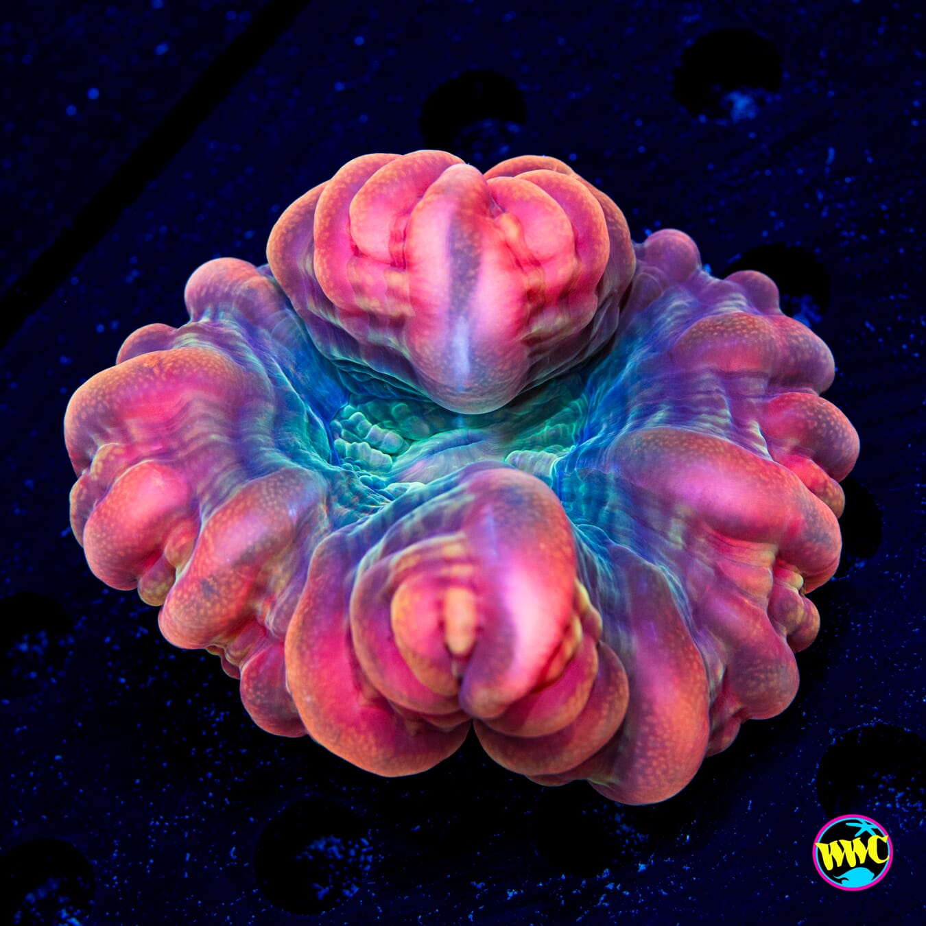 Demonstalker Cynarina - Daylight Photo