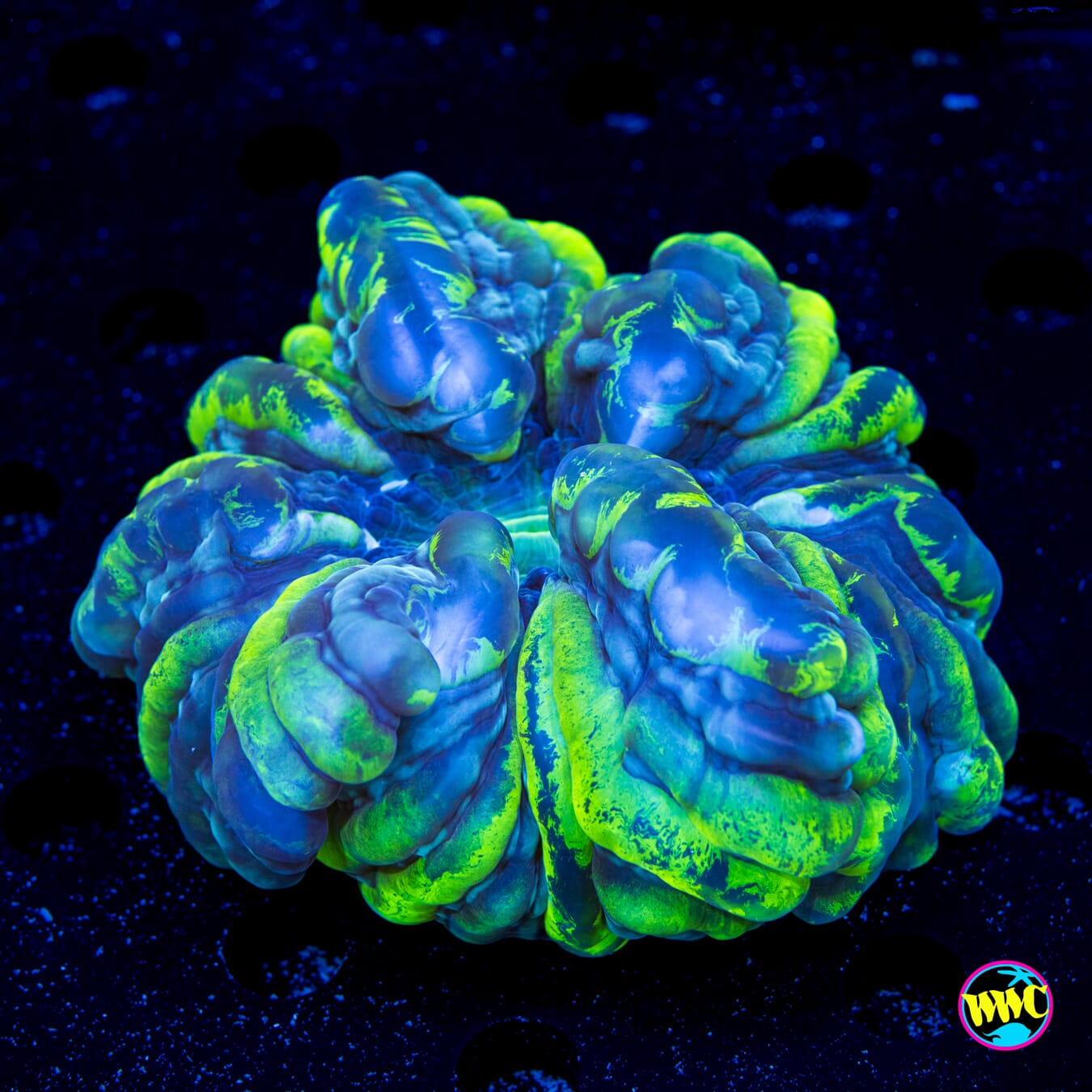 Splatter Cynarina - Daylight Photo