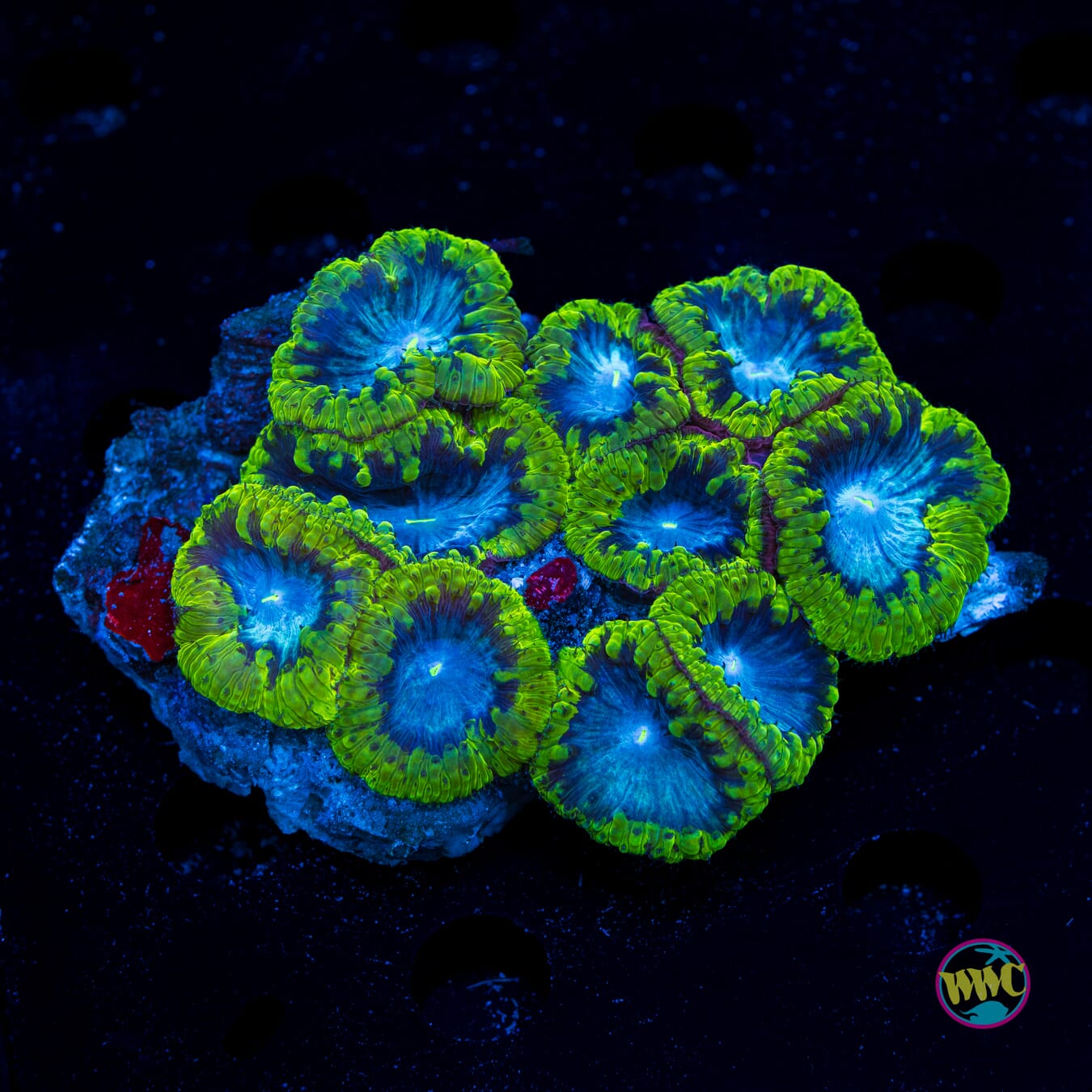 Blueberry Haze Blastomussa - Daylight Photo