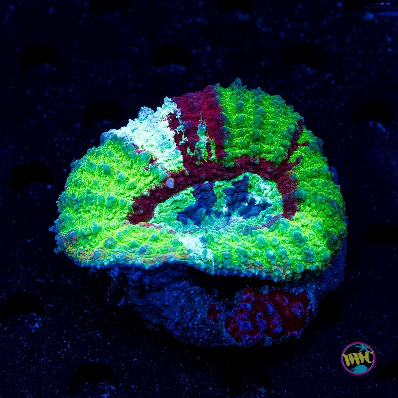 Merrymaker Lobophyllia - Daylight Photo