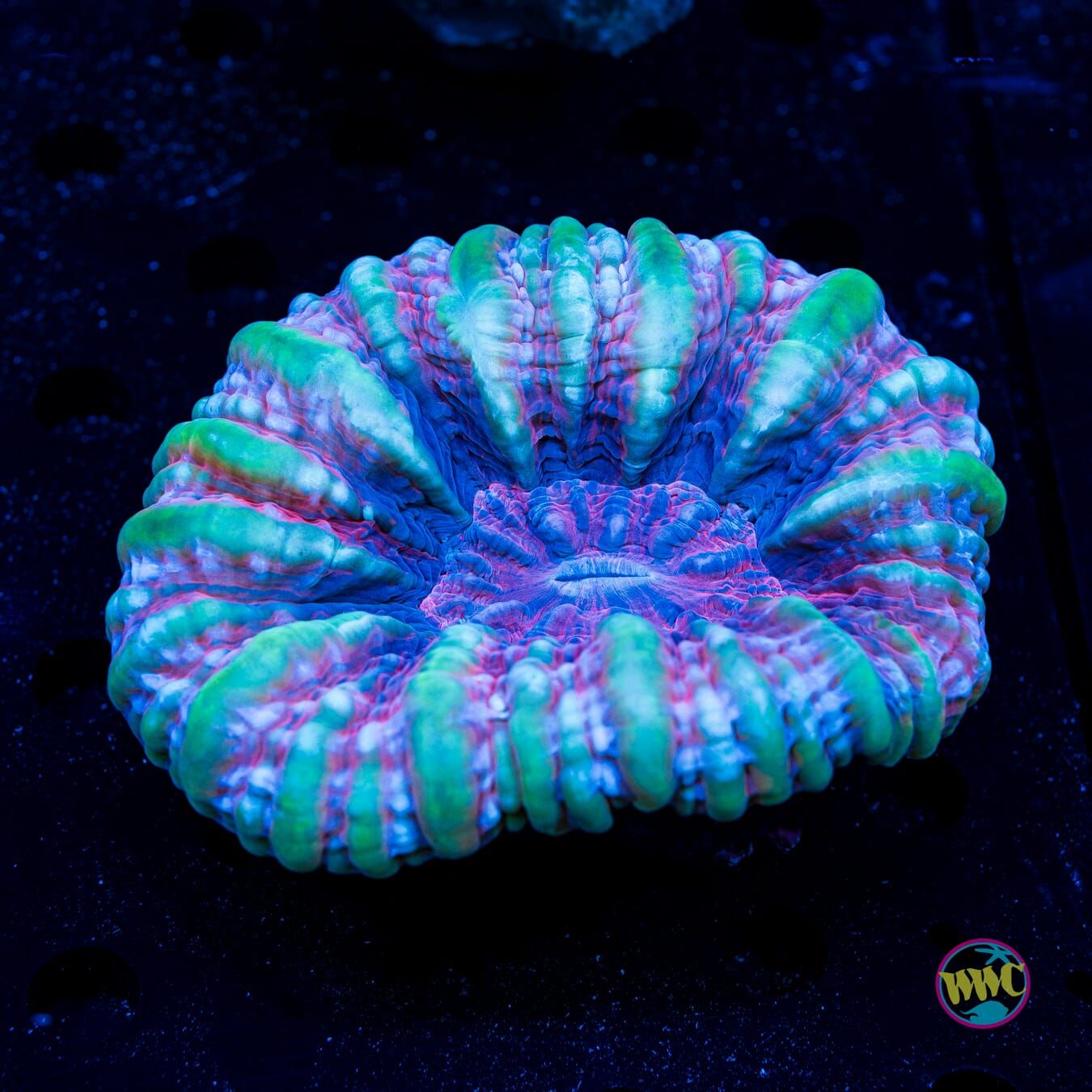 Pink Dreamz Cynarina - Daylight Photo