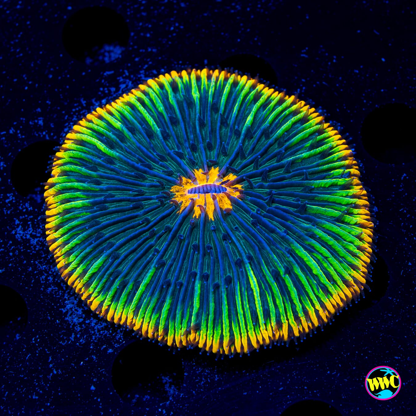 Flame Wheel Plate - Daylight Photo