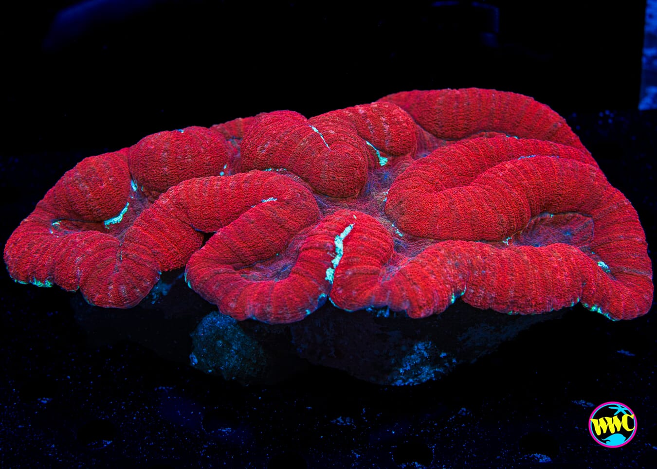 Ruby Slipper Symphyllia - Daylight Photo