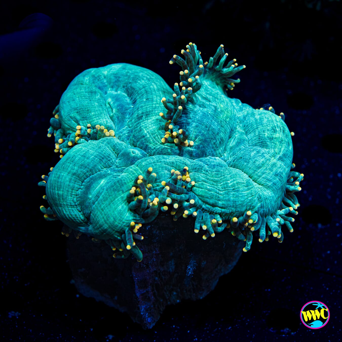 Gold Tipped Elegance - Daylight Photo