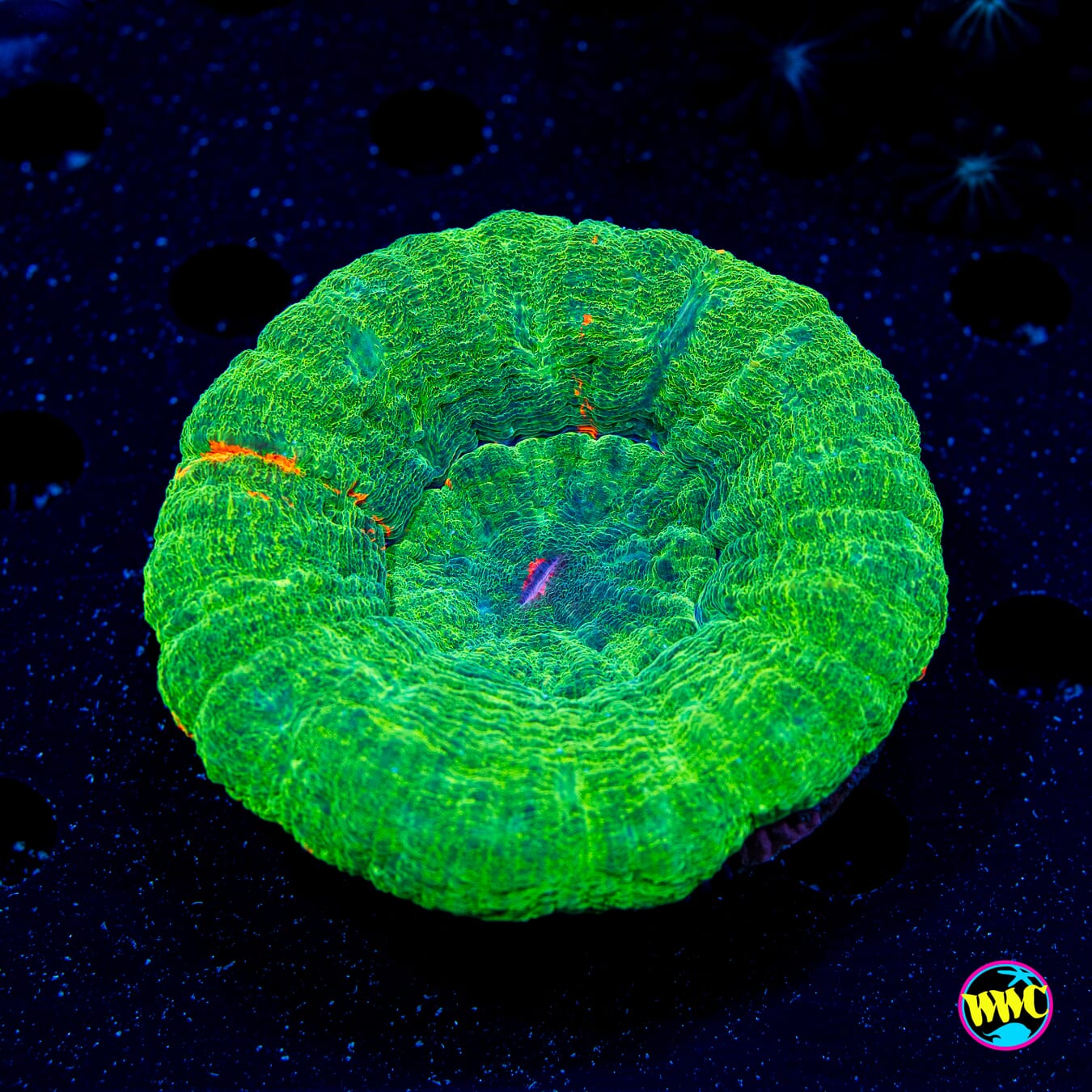 Bleeding Granny Smith Scolymia - Daylight Photo