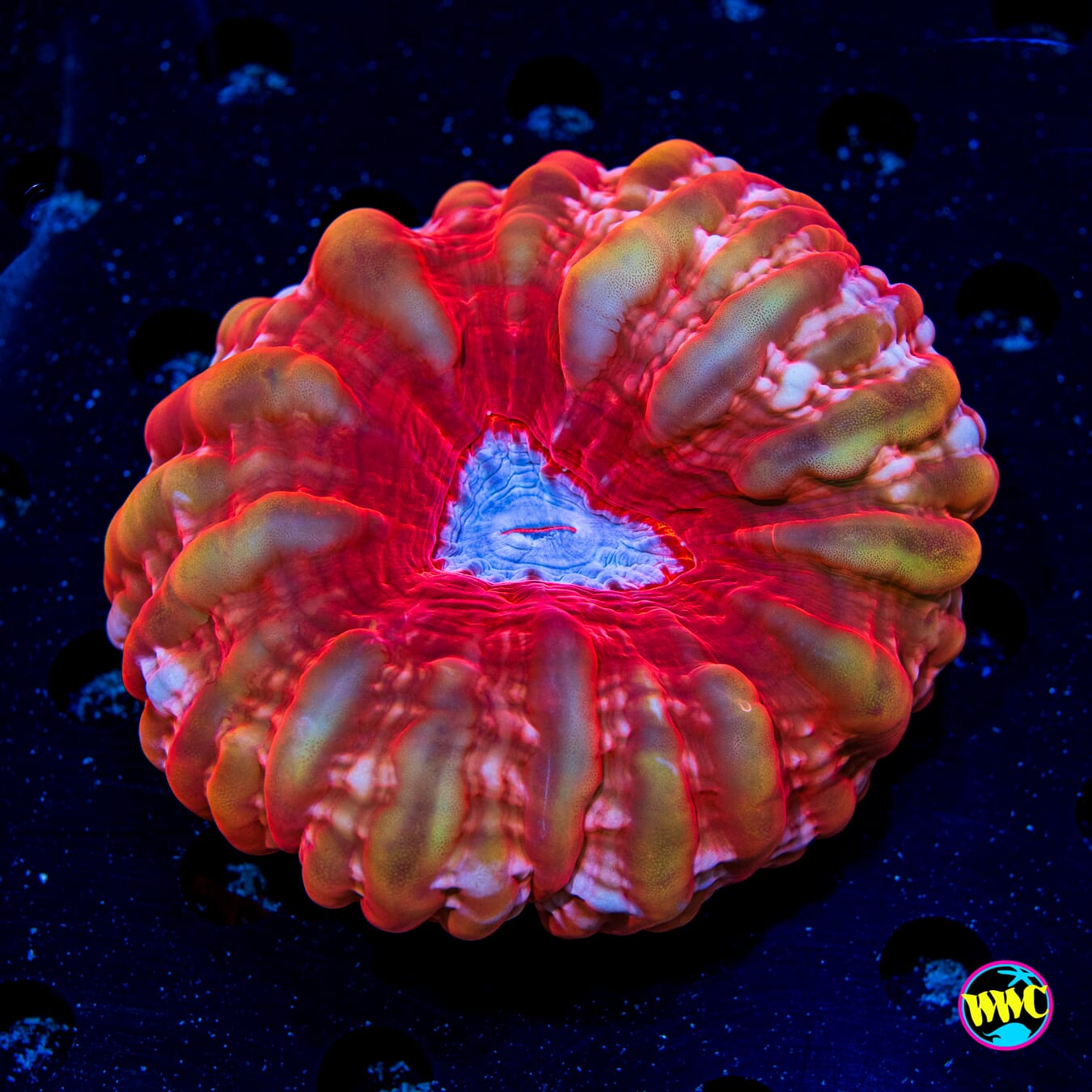 Rose Gold Cynarina - Daylight Photo